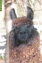 Bild 1: Wooly Lamas aus eigener Zucht zu verkaufen