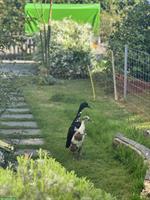Bild 4: Am&#233;lie&#39;s Laufentenverleih im Kampf gegen Nacktschnecken