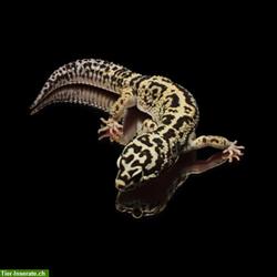 Bild 10: Leopardgecko Zucht am Bodensee