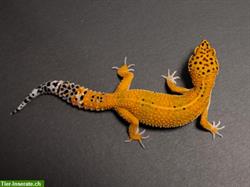 Electric Tangerine - Leopardgecko Weibchen abzugeben