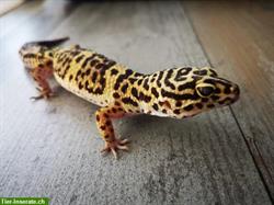 Leopardgeckos abzugeben, Schweizer Nachzuchten
