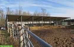 Bild 4: Verkauf: Pferdehof in Ungarn mit G&#228;stezimmer, 8 oder 30 Hektaren Land