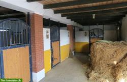 Bild 5: Verkauf: Pferdehof in Ungarn mit G&#228;stezimmer, 8 oder 30 Hektaren Land