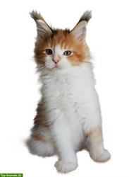 Bild 10: Maine Coon Kitten aus Bayern, Deutschland