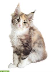Bild 8: Maine Coon Kitten aus Bayern, Deutschland