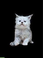 Bild 3: Wundersch&#246;ne Maine Coon Katze mit Stammbaum