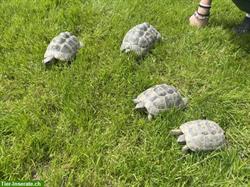 4 Maurische Schildkröten suchen Zuhause