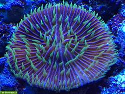 Bild 10: Meerwasseraquaristik, Doktorfische, Korallen, Aquarien Aufbau und Zubeh&#246;r