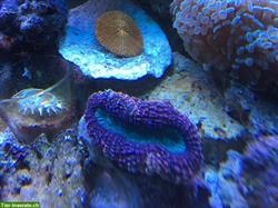 Bild 2: Meerwasseraquaristik, Doktorfische, Korallen, Aquarien Aufbau und Zubeh&#246;r