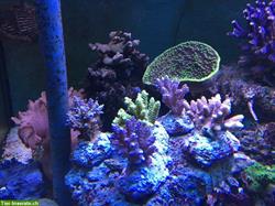 Bild 8: Meerwasseraquaristik, Doktorfische, Korallen, Aquarien Aufbau und Zubeh&#246;r