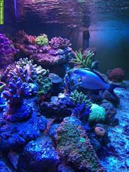 Bild 9: Meerwasseraquaristik, Doktorfische, Korallen, Aquarien Aufbau und Zubeh&#246;r
