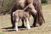 Mini Shetlandponys aus liebevoller Zucht in Kärnten