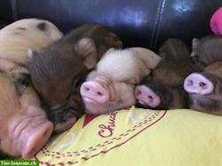 Littleminipigs /American Minipigs / Zwergschweine / Teacup Piggies