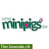 Bild 2: Littleminipigs / American Minipigs / Zwergschweine / Teacup Piggies