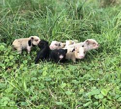Bild 3: Littleminipigs / American Minipigs / Zwergschweine / Teacup Piggies