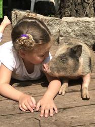 Bild 4: Littleminipigs / American Minipigs / Zwergschweine / Teacup Piggies
