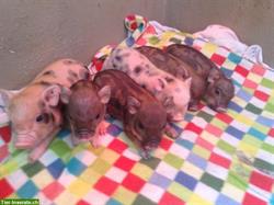 Bild 5: Littleminipigs / American Minipigs / Zwergschweine / Teacup Piggies