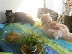 Bild 4: Kater gesucht wie auf dem Foto