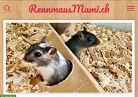 Junge Rennmäuse anthrazit abzugeben