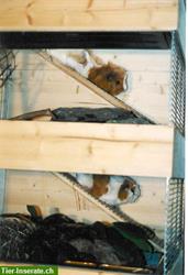 Bild 5: Kleintierstall f&#252;r Meerschweinchen, Hamster und Co.