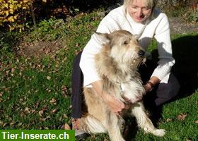 Premium ARAS® Hundenahrung - seit fast 30 Jahren begriff für Qualität