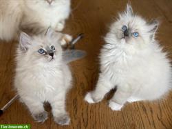 Neva Masquarade Kätzchen / Kitten zu verkaufen