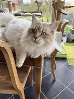 Neva Masquarade Deckkater Dusty von Munotblick