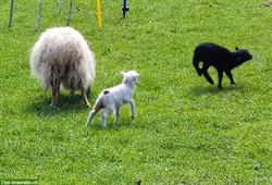 Zahme Ouessant Schafe von Naturspielgruppe reservieren