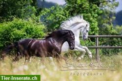 Pferde Fotokurs mit Christiane Slawik vom 20.-21. Mai