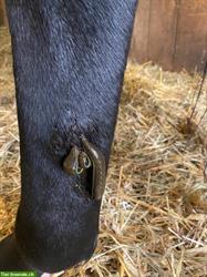 Biete Blutegeltherapie für Pferde