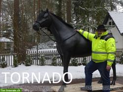 Deko Pferd lebensgroß - Modell Tornado zum aufsitzen bis 100kg