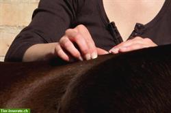 Bild 1: Vital Horse Pferdeosteopathie - Alternative &amp; ganzheitliche Therapie