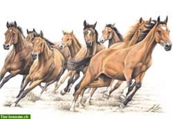 Biete Ausbildung und Therapie für Pferde und Ponys