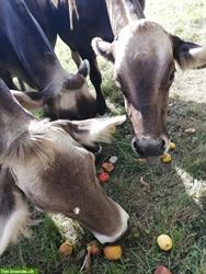 Bild 4: Haustier-/Pferde-/Ponybetreuung im ZH-Oberland