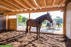 Offenstall-Suite, bieten was Pferde wirklich brauchen, PLATZ für Bewegung