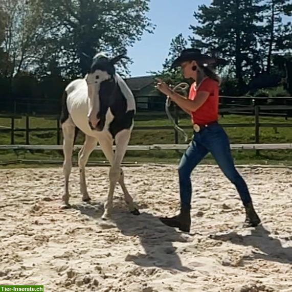 Grosse Fensterboxe frei in Büron LU - Tierinserat 340337