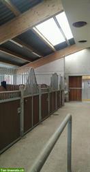 Bild 3: 1 - 5 grosse Auslauf boxen mit Reithalle im Thurgau, 9502