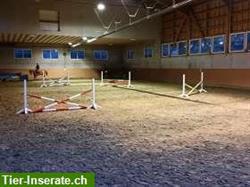 Bild 6: 1 - 5 grosse Auslauf boxen mit Reithalle im Thurgau, 9502