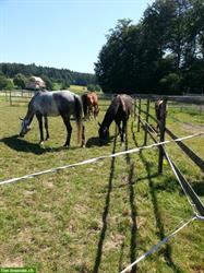 Bild 1: Grosse Pferdeboxe mit Auslauf zu vermieten in Niederg&#246;sgen