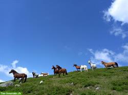 Freie Sömmerungsplätze für Pferde auf schöner Alp im Graubünden