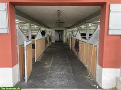 Neubau: helle Pferdeboxen mit Auslauf zu vermieten, Gossau SG