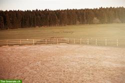 Bild 3: Gepflegter Pferdestall hat noch Pl&#228;tze frei, Baden-W&#252;rttemberg