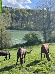 Bild 4: Altersweide / Gnadenbrotpl&#228;tze n&#228;he Waldshut frei