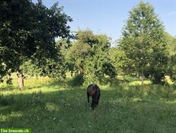 Bild 5: Altersweide / Gnadenbrotpl&#228;tze n&#228;he Waldshut frei