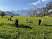 Bieten Pensionsplatz zum wohlfühlen, Kanton St. Gallen