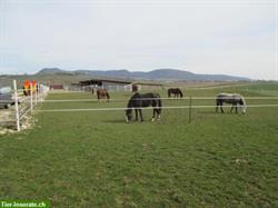 Bild 1: Pferde Offenstallpl&#228;tze in 8216 Oberhallau SH