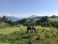 Bild 1: Offenstallplatz frei f&#252;r leichtfuttriges Pferd, Kanton Schwyz