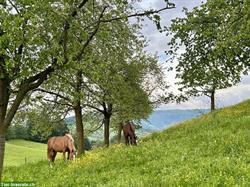 Bild 4: Offenstallplatz frei f&#252;r leichtfuttriges Pferd, Kanton Schwyz