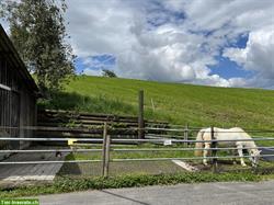 Bild 9: Offenstallplatz frei f&#252;r leichtfuttriges Pferd, Kanton Schwyz