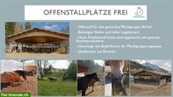 Offenstallplätze frei bei Pferdegefühl in Erlenbach im Simmental
